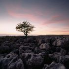 A lone tree silhouetted against the sky