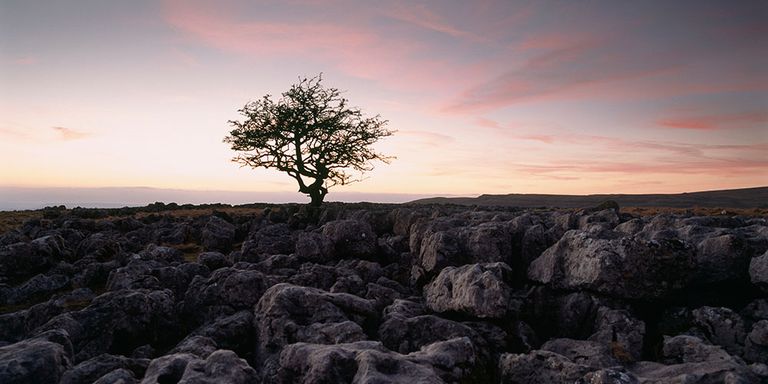 A lone tree silhouetted against the sky