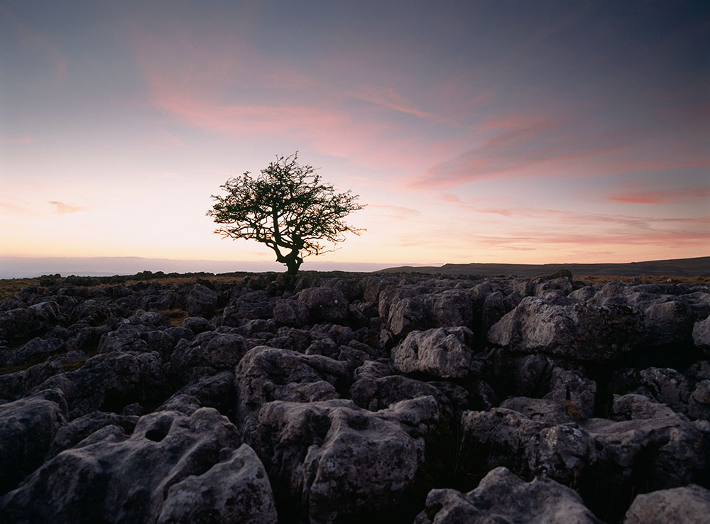 A lone tree silhouetted against the sky
